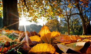 leaves-autumn-sun-615365